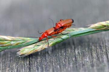 Red soft-bodied beetles (Rhagonycha fulva) mating.