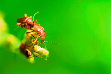 Red soft-bodied beetles (Rhagonycha fulva) mating.