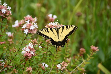 Yellow swallowtail spread on pink and white lobelia flowers