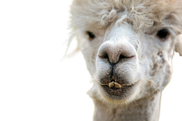 Isolated PNG of a white alpaca head with messy fur and crooked teeth, showing quirky charm and...