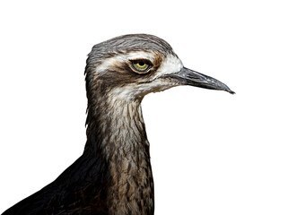 Isolated PNG of a cassowary head in sharp detail, showing its vivid blue neck and bony casque....