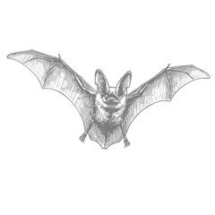 Fototapeta premium Ozark BigEared Bat- Corynorhinus townsendii ingens. Bat head sketch illustrated with large ears and detailed fur texture in monochrome style. Animal illustration concept 