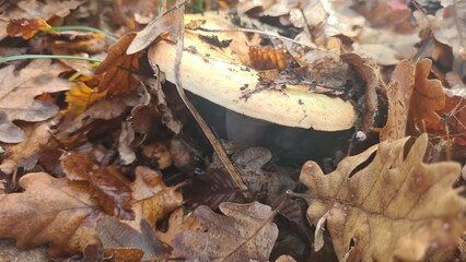 A close-up of a mushroom partially hidden among fallen autumn leaves. The mushroom has a light-colored cap and a dark stem, surrounded by a mix of brown and yellow leaves.
