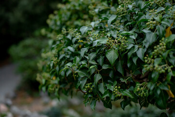 Close-up of green leaves on a bush with small buds. The background is blurred, creating a natural and serene atmosphere.