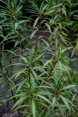 Concept of sustainable gardening with lush green plants. The image features healthy, vibrant...