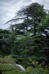 A lush green landscape featuring tall cedar trees under a cloudy sky. The scene conveys tranquility and the beauty of nature.