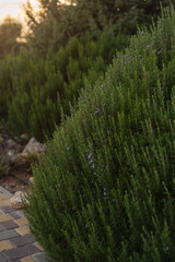 Green shrubs with a rounded shape in a landscaped garden. The scene captures the natural beauty of outdoor greenery during sunset.
