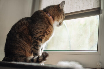 A tabby cat sits by a window, gazing outside, has a brown and black striped coat and a fluffy tail....