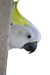 olated PNG of a sulphur-crested cockatoo peeking from behind a surface, with vivid yellow crest and sharp beak. Perfect for playful or nature-themed designs.