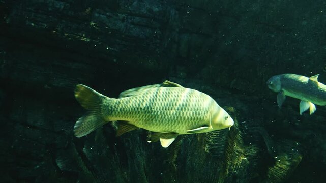 Shoals of sazans and carps swim gracefully in the massive oceanarium aquarium, showcasing vibrant aquatic life in a serene underwater habitat.