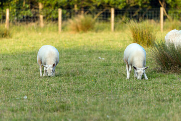 Two Growing Lambs Grazing on Grass in Sunlit Green Farm Field