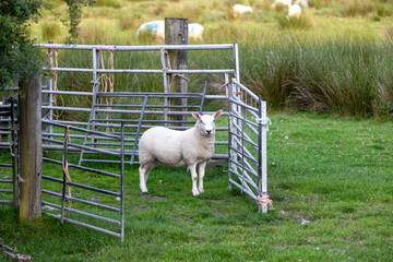 Sheep Standing in a Metal Gate Holding Pen or Stock Fold on a Farm