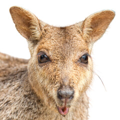 Isolated PNG of a rock wallaby with soft brown fur and curious expression. Clean edge and detail,...