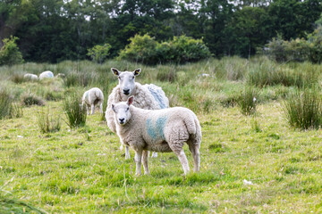 Curious Ewe and Lamb in a Green Field Looking at Viewer