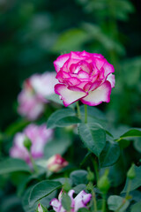pink rose in garden