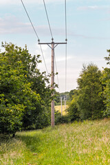 Wooden Utility Pole with Electricity Power Lines in Sunlit Woodland Corridor