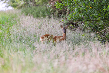 Alert Roe Deer Doe in Tall Grass in Farm Meadow Beside Trees