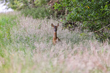 Alert Roe Deer Doe in Tall Grass in Farm Meadow Beside Trees