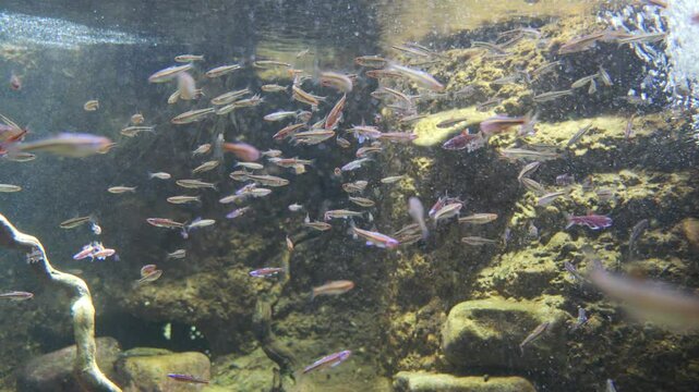 Colorful school of freshwater shiners swimming gracefully in an aquarium