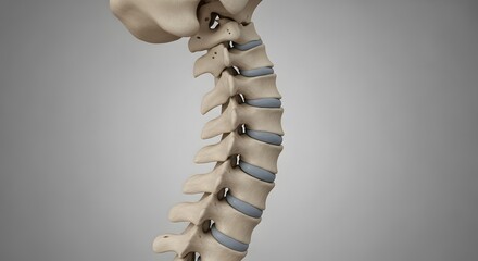 Cervical spine model showing vertebrae, intervertebral discs, and bone structure in a medical illustration.