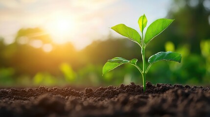 Young plant sprout in soil