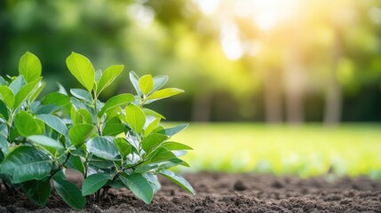 Young plants growing in soil outdoors