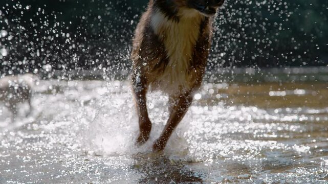 SLOW MOTION, CLOSE UP: Wet mixed breed dog runs through shallow water, kicking up a large, dramatic splash as sun highlights flying water droplets. Joyful and refreshing canine moment by the river.