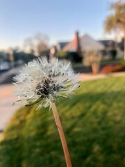 dandelion in the wind