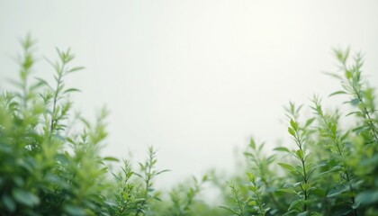 Fototapeta premium Lush green plant with leaves reaching outwards on rich brown soil in minimalist setup. Blurred green field or garden background provides sense of depth. Central location emphasizes plant serenity.