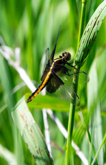 dragonfly on brome grass
