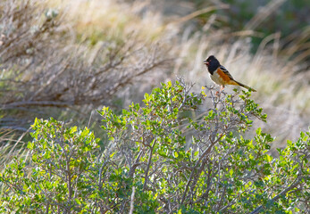 spotted towhee singing