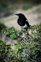 magpie perched
