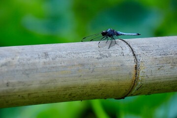 dragonfly on a bamboo fence