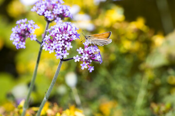 Patagonisches Eisenkraut (Verbena bonariensis)