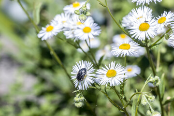 Trauer-Rosenkäfer (Oxythyrea funesta)