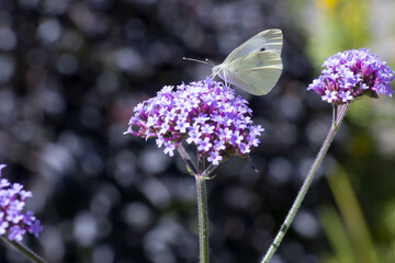 Patagonisches Eisenkraut (Verbena bonariensis)