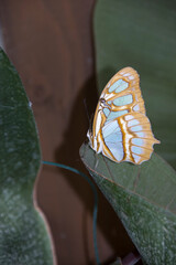 Malachitfalter (Siproeta stelenes) in einem Schmetterlingshaus