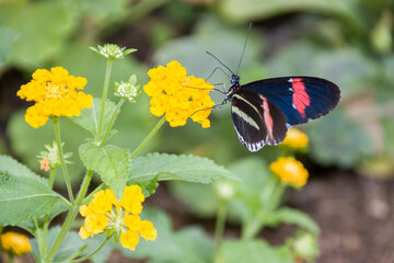 Kleiner Kurier (Heliconius erato),  Kleiner Postbote