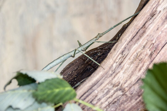 Annam-Stabschrecke (Medauroidea extradentata)
