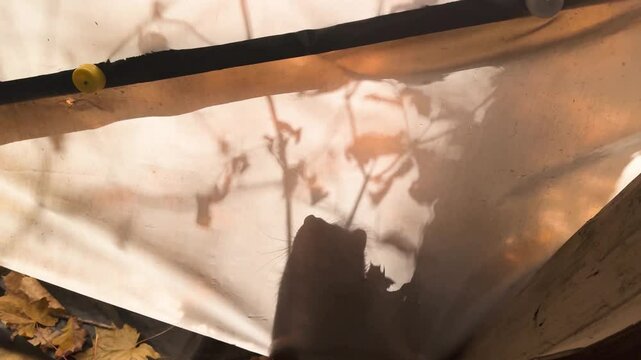 Shadow theater, silhouette of our Ukrainian military cat hunting and playing in the tent of our forest camp, while there is no shelling