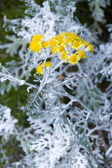 Weißfilziges Greiskraut (Jacobaea maritima)