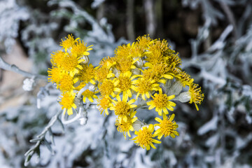 Weißfilziges Greiskraut (Jacobaea maritima)