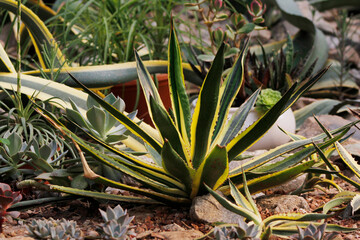 tropical agave plant in the garden

