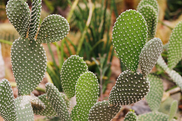 prickly pear cactus close up

