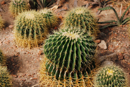 beautiful green castus close up


