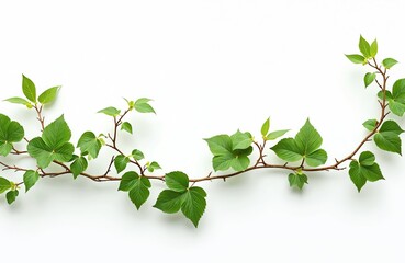 Single green leaf isolated on white background. Solitary plant growth in background. Exotic foliage with leaf on tree branch. Botanical decoration with climber on wall.