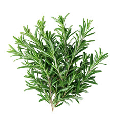 Fototapeta premium Rosemary isolated on white background, Top view, generative ai.
