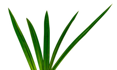 Fresh Green Long Leaves Isolated – Herbal and Tropical Foliage
