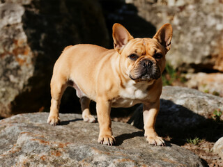 Fototapeta premium A light brown French bulldog standing on top of rocks, on a sunny day. Professional photography with sharp focus.