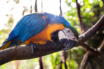 Macaws Perch, Resting in a Sunny Environment. Bird parrot macaw